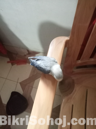 Df blue fisher love bird